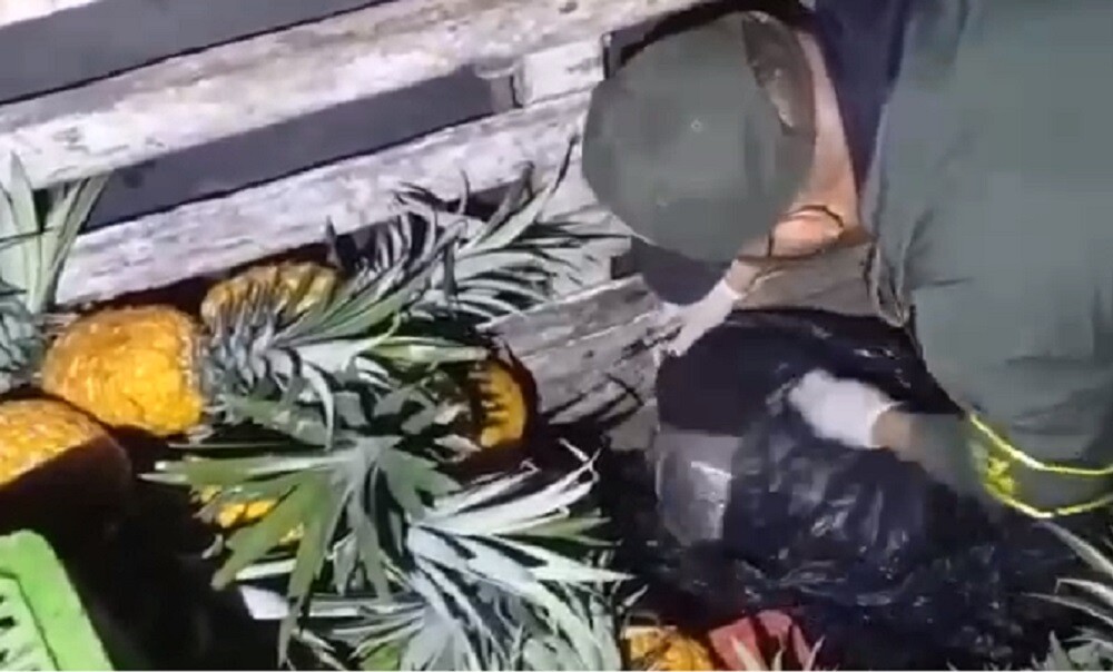 Cayó camión cargado de narcopiñas, camuflaron 500 kilos de marihuana