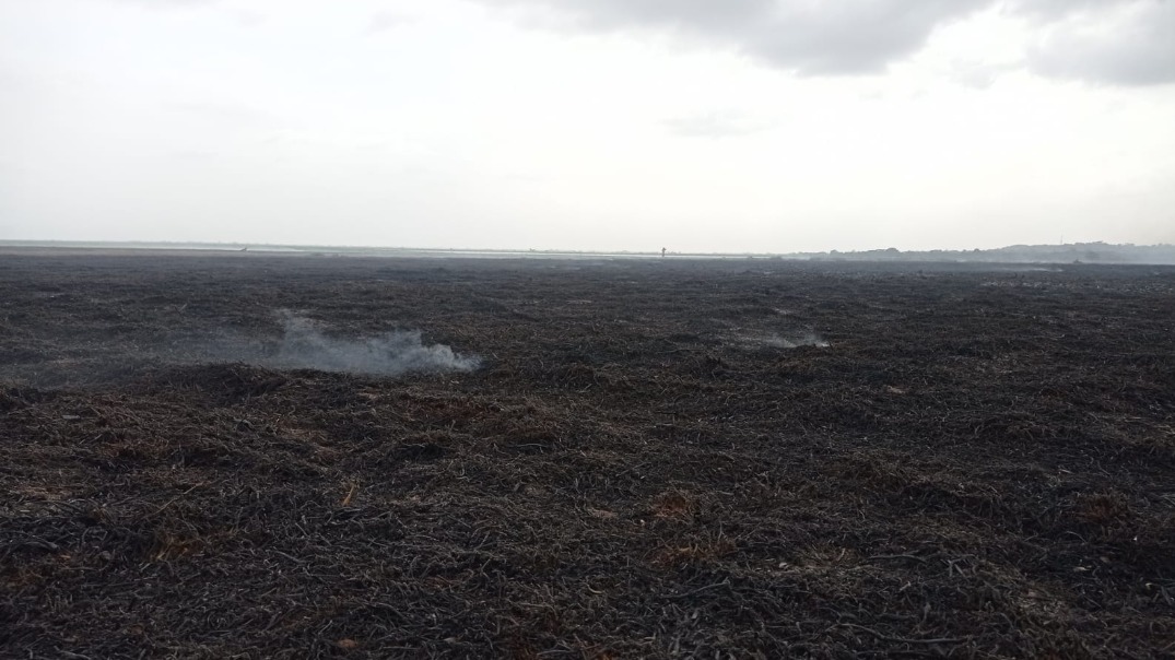 Cazadores de hicoteas generaron emergencia en la Ciénaga Grande, varias reses murieron