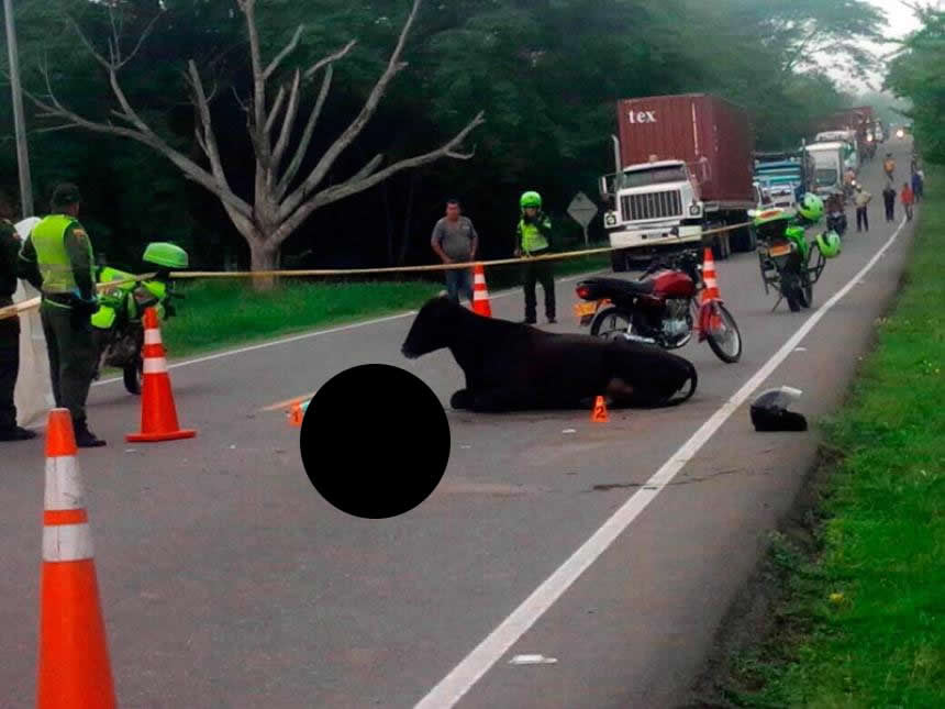 Lamentable, motociclista murió tras chocar contra una vaca en la vía a Canalete