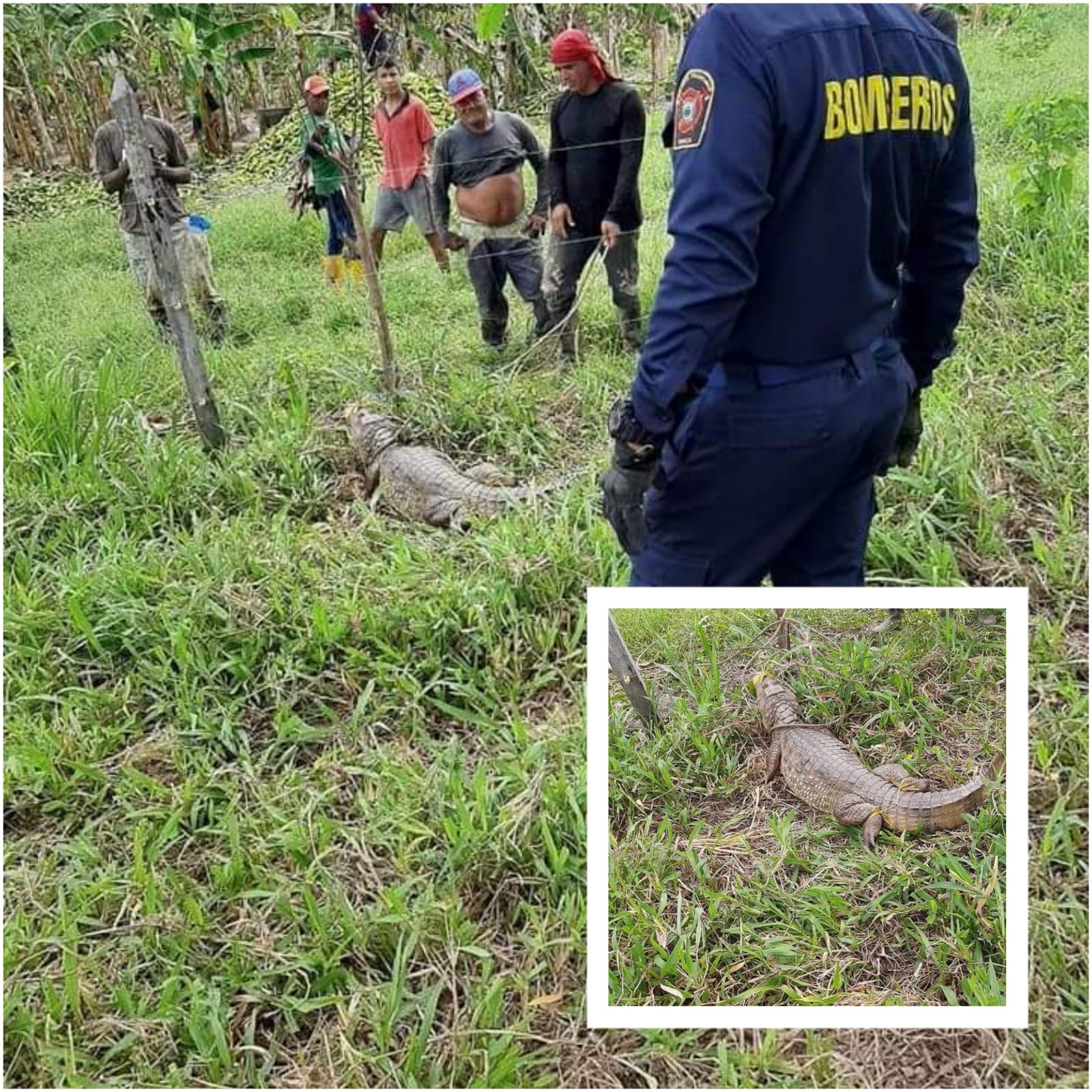 Campesino resultó herido tras ser mordido por una babilla en Tierralta