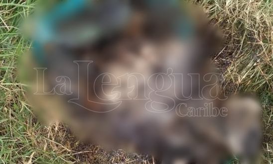 Terrible caso de crueldad animal en Córdoba: quemaron 5 cachorros en zona rural de San Carlos