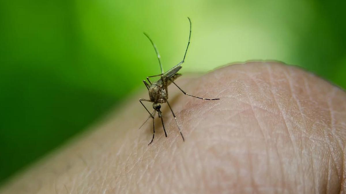INS: “Córdoba registró en enero dos muertes posiblemente asociadas al dengue”  