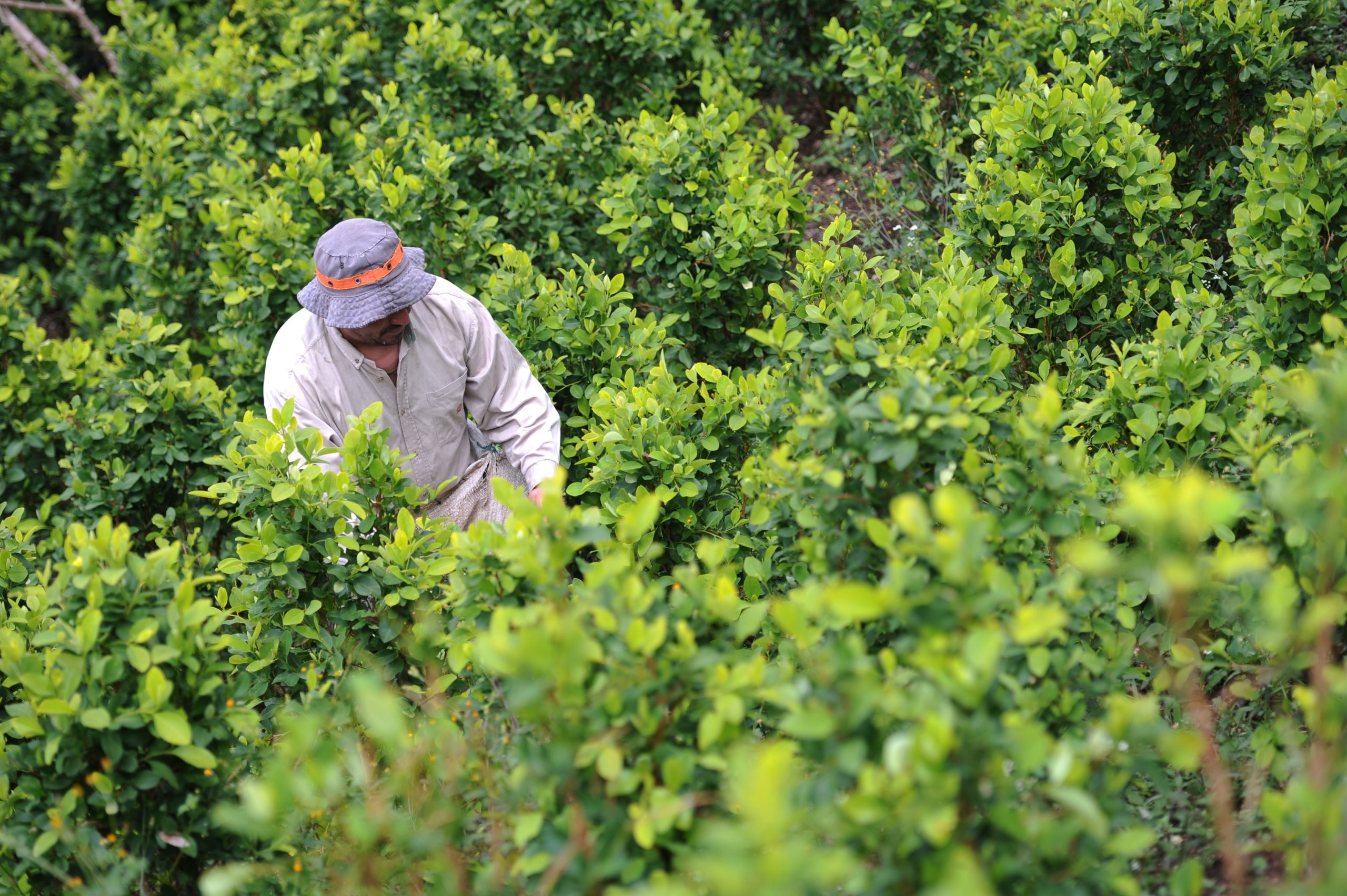 Campesinos cocaleros desplazados en Puerto Libertador comenzaron su retorno