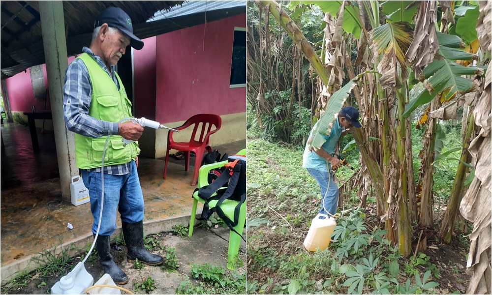 Se realizan acciones para controlar plaga en cultivos de plátano en Caño Viejo Palotal
