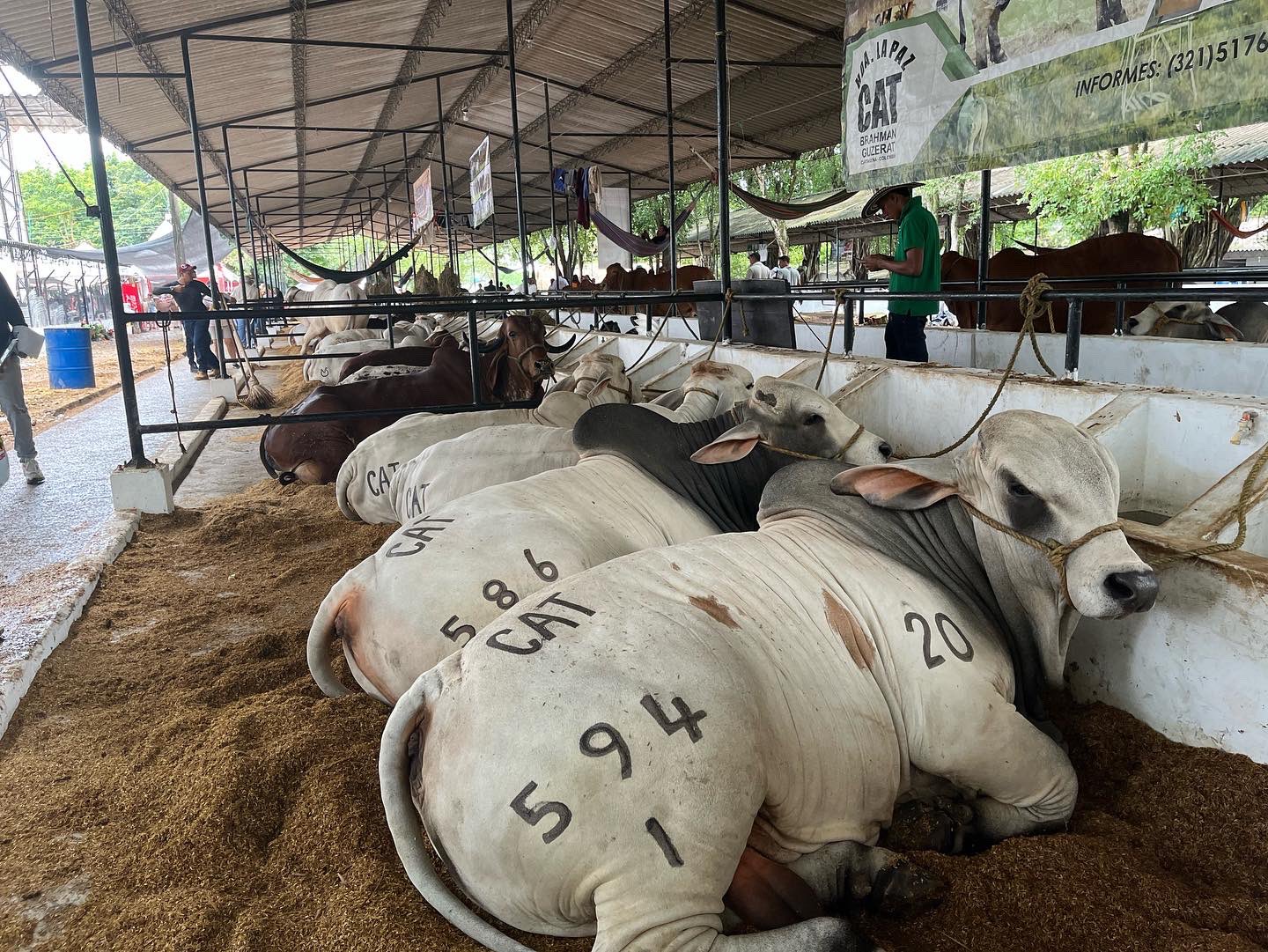 En la Feria Ganadera se vendieron más de $300 millones en ganado