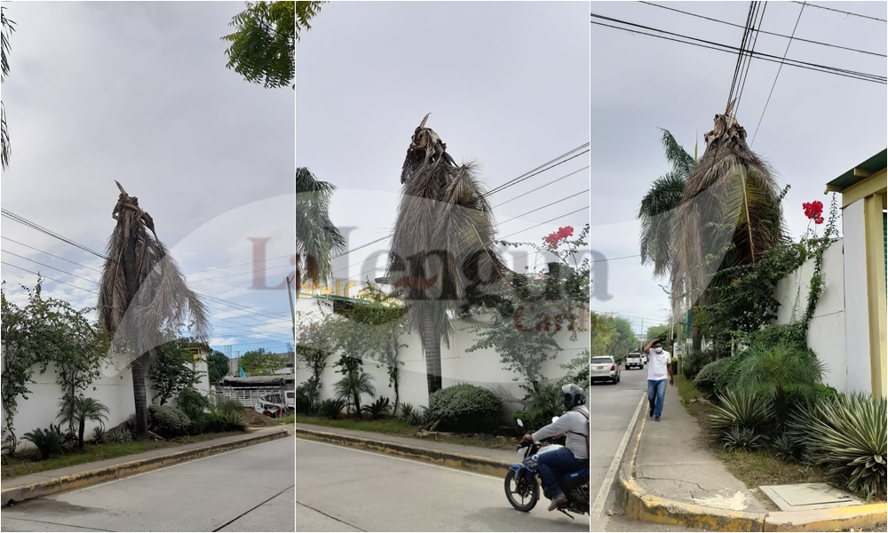 ¿Quién responde? Palmera a punto de ocasionar una tragedia en la calle 41 de Montería