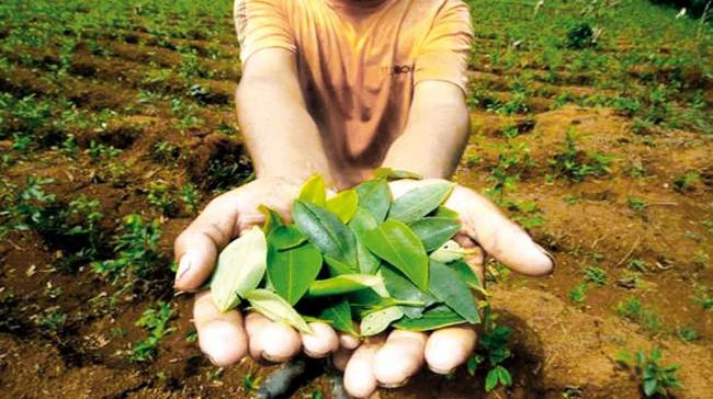 Más de 5.000 familias en Córdoba han sustituido voluntariamente los cultivos de hoja de coca