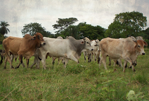 En zona rural de Cereté se robaron una vaca