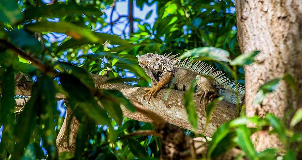 Montería, una biodiverciudad que respira a través de los árboles