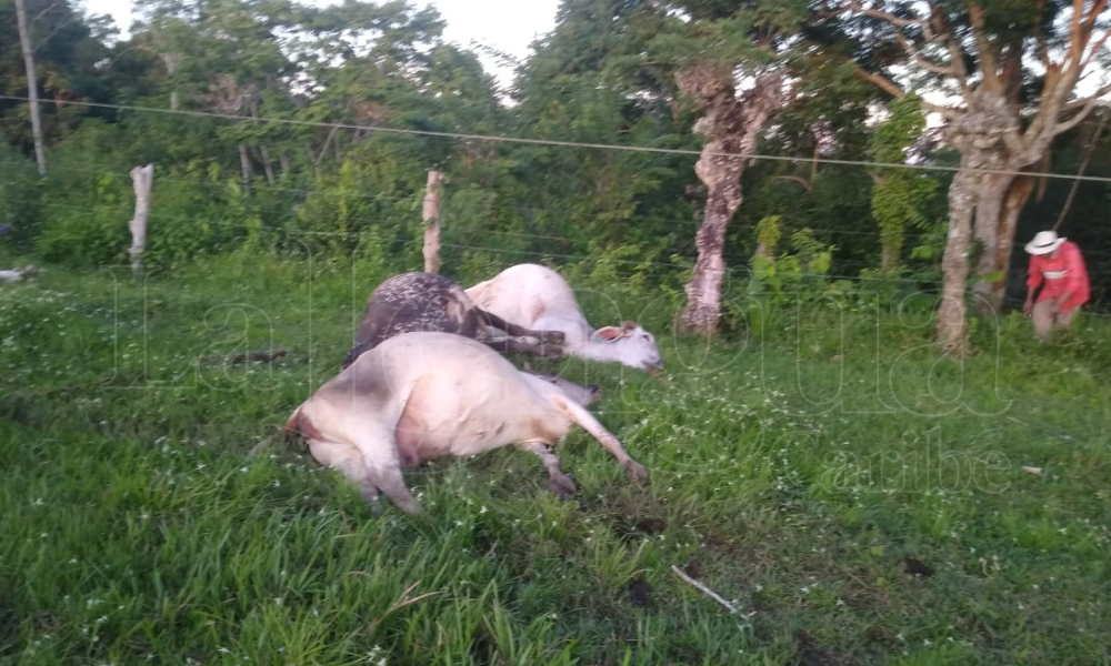Cable de alta tensión mató tres vacas lecheras en una finca de Sahagún