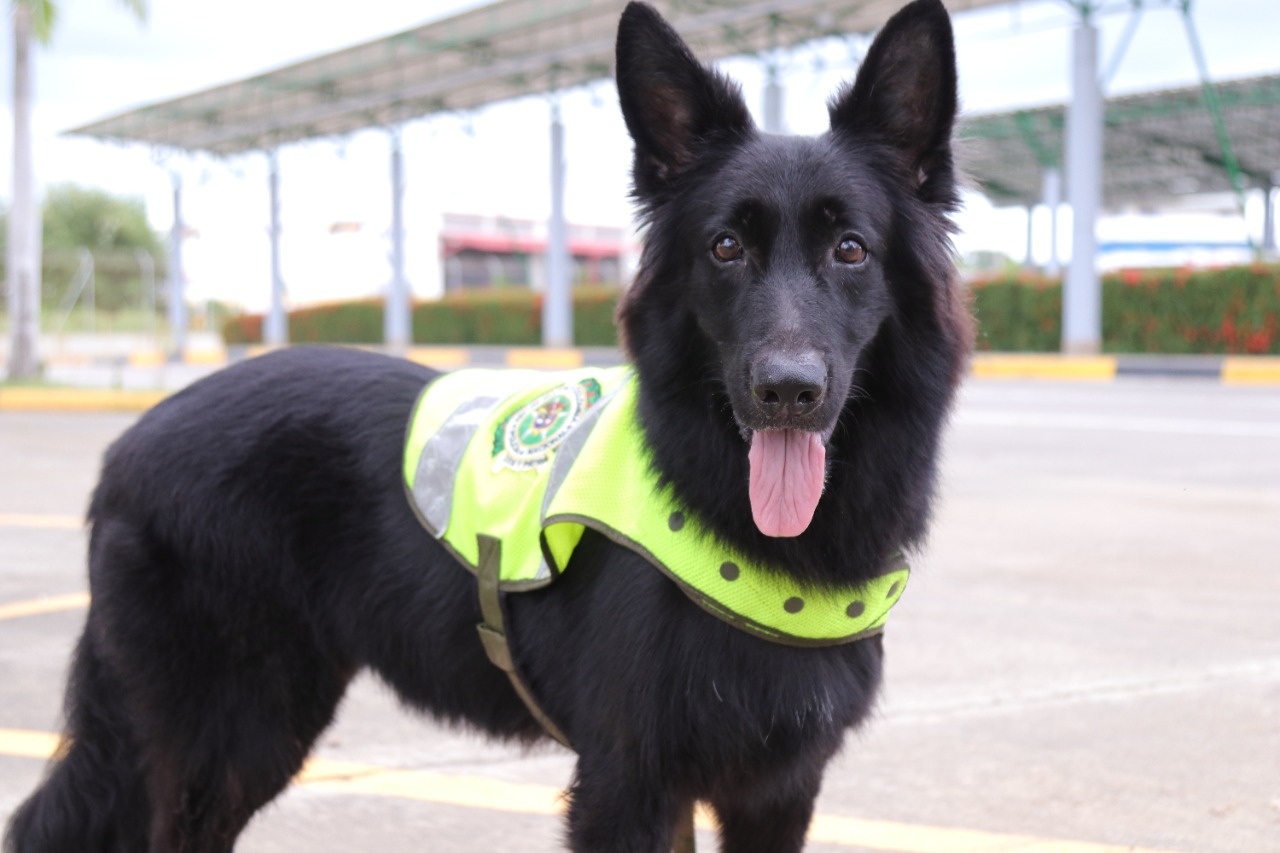 Se jubila con honores “Negra”, una canina al rescate de la fauna silvestre