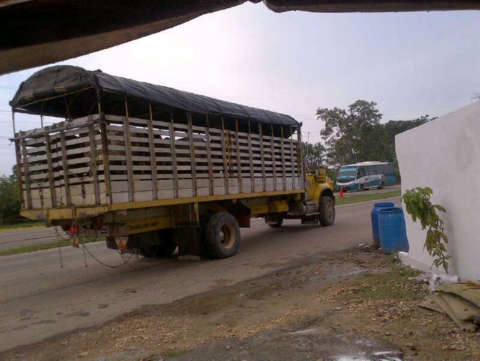 Delincuentes habrían robado dos camiones cargados de ganado en Sahagún