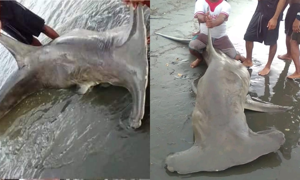 Tiburón martillo apareció muerto en las playas de Moñitos
