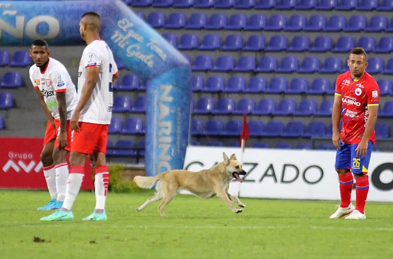 ¿Otra ‘dimayorada’? Multan al Pasto porque un perro se metió a la cancha en pleno partido