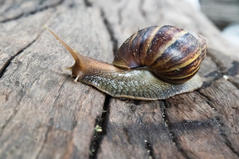 Alerta en el sur de Montería por presencia de caracoles africanos