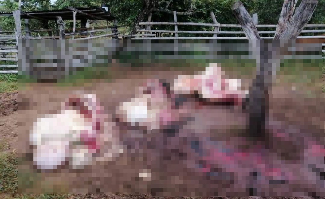 Denuncian caso de carneo en una finca de Montería, sacrificaron a un toro de raza