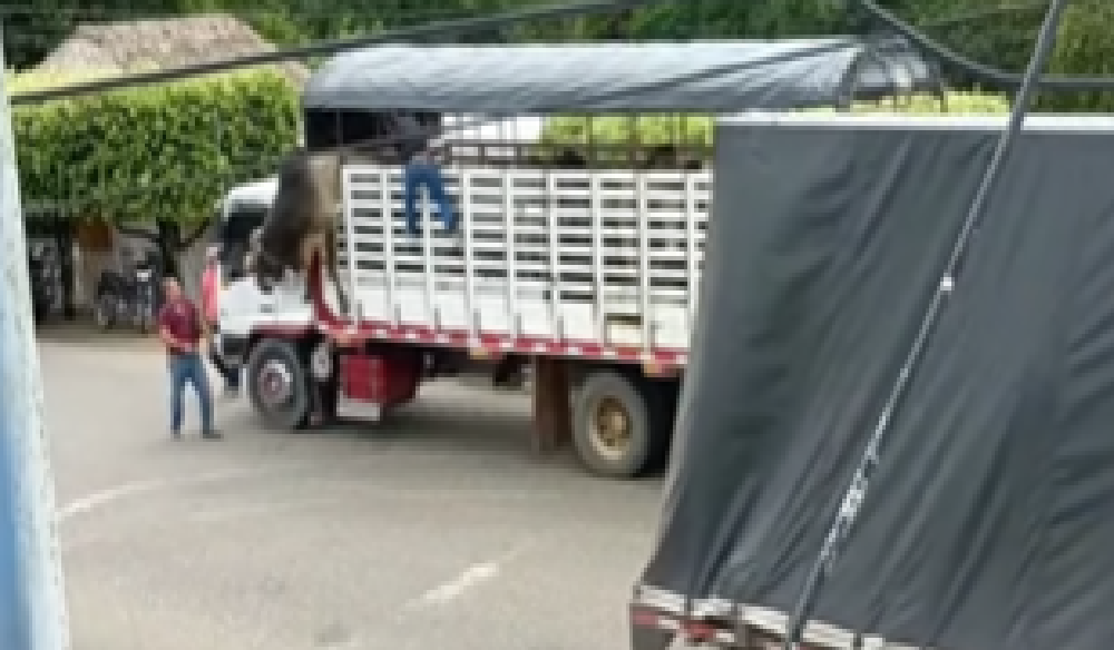 Toro se salió de un camión y correteó a la comunidad de El Viajano en Sahagún