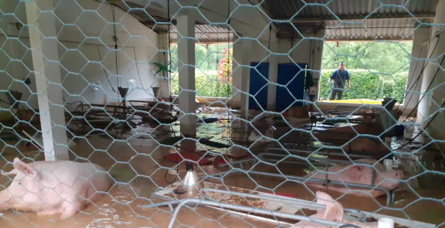 Cerca de 500 cerdos de una granja murieron por inundaciones en Antioquia