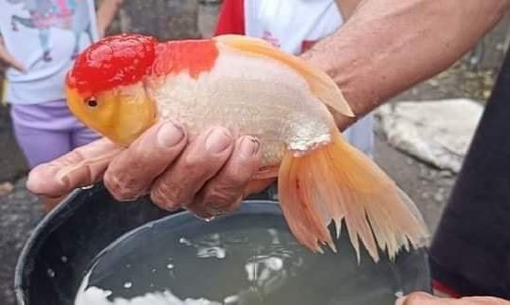 Hallazgo de un «extraño» pez se robó la atención de habitantes en zona rural de Lorica