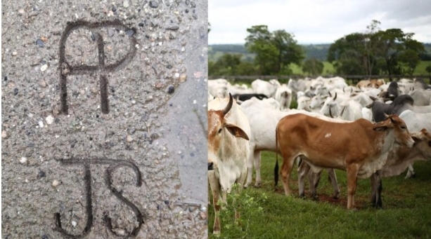 Roban ganado de una finca en Sahagún