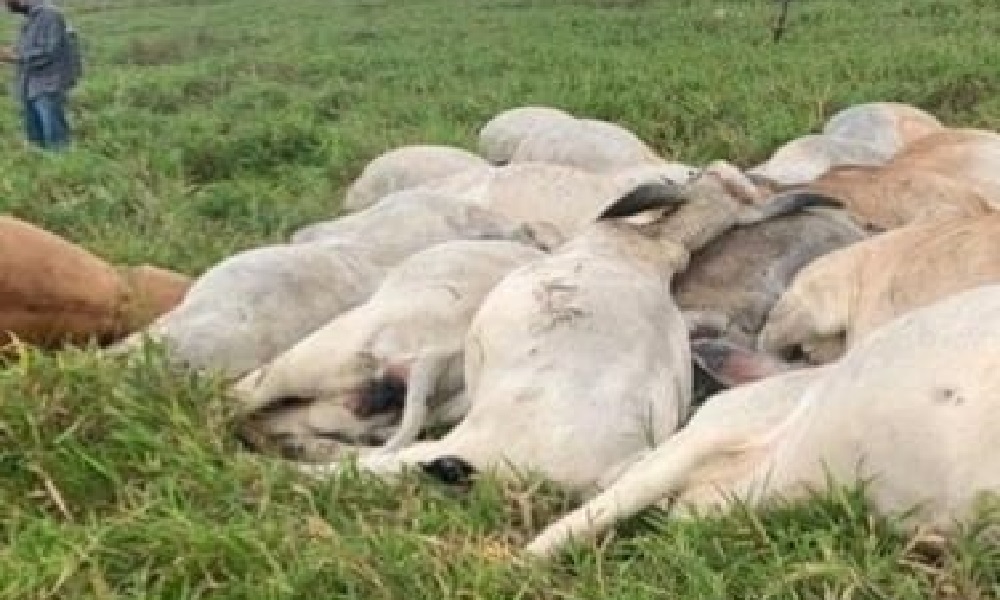 Cable de alta tensión mató 21 vacas en zona rural de Montería  