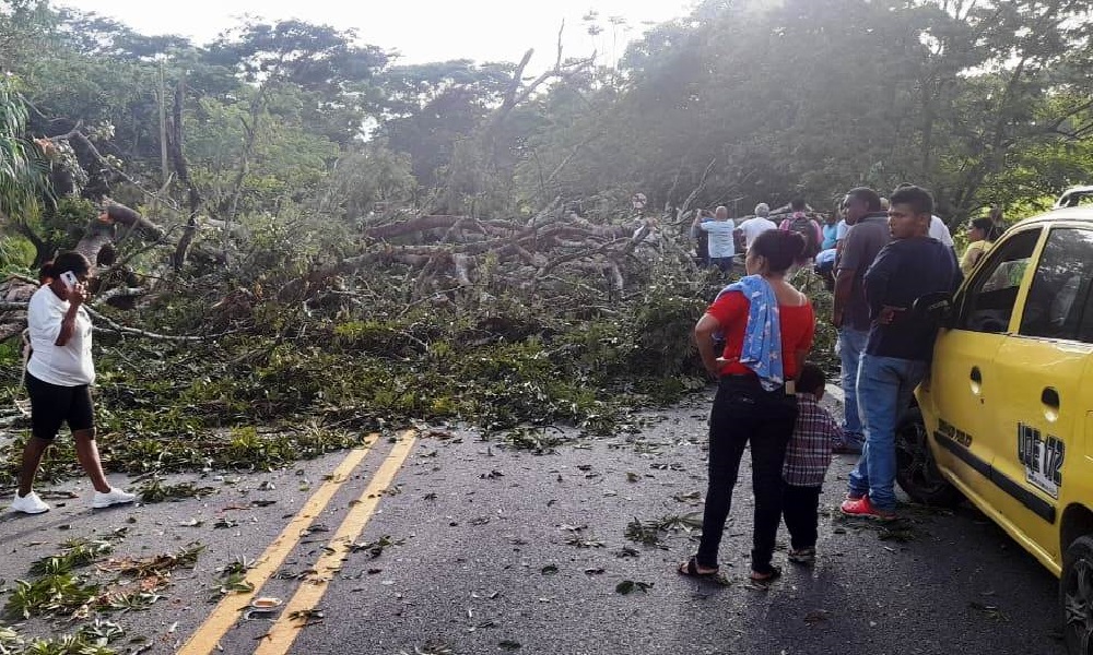 Árbol cayó en la vía Arboletes – Montería