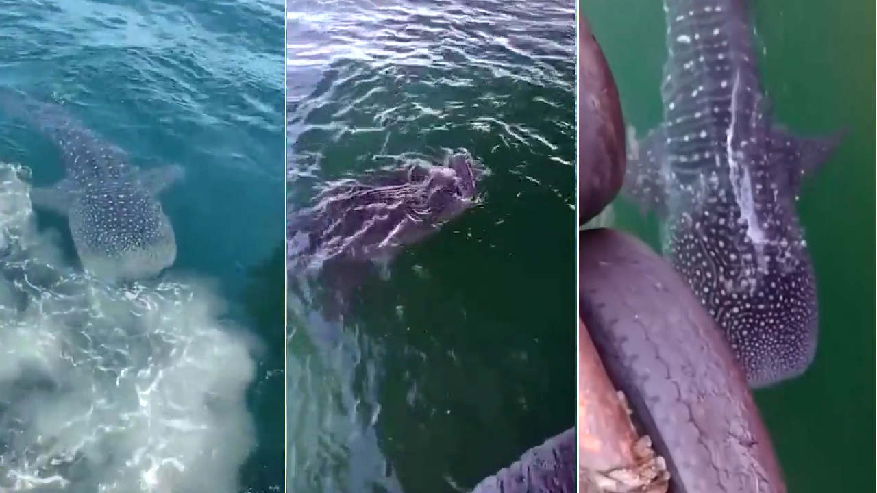 Sorprendente, tiburón ballena se paseó por las aguas del Golfo de Urabá