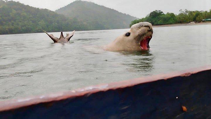 Indignante: elefante marino perdido en aguas del Pacífico fue asesinado en Nariño