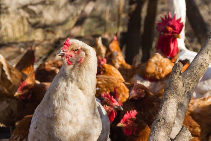 Influenza aviar: Gobernación mantiene restricciones y controles de movilización de aves en Córdoba