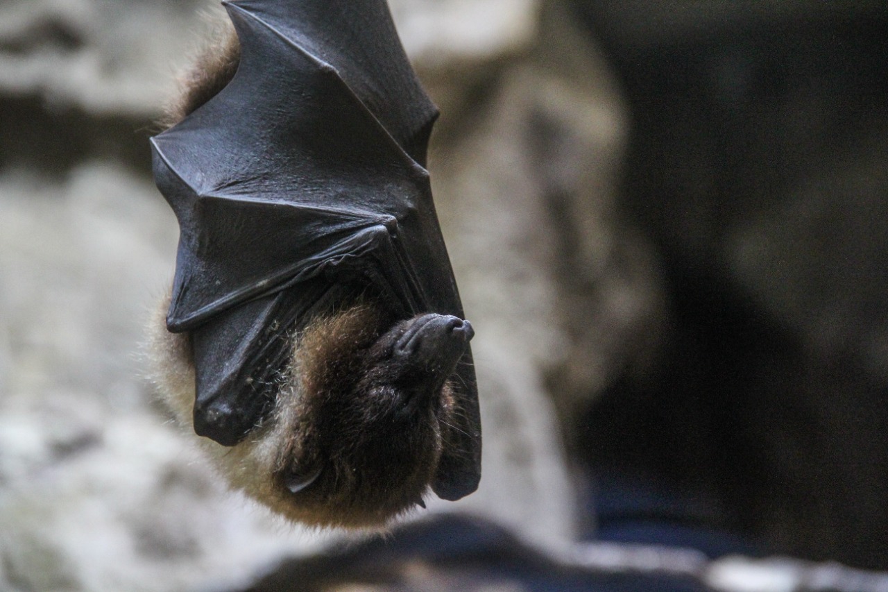 Experto argumenta que los murciélagos sí participan en el control de transmisión de enfermedades