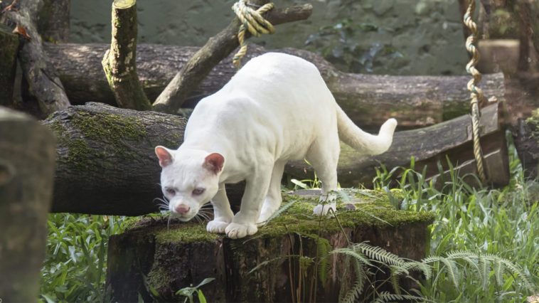Única en el mundo: la felina rescatada en Antioquia es el primer ocelote albino reportado