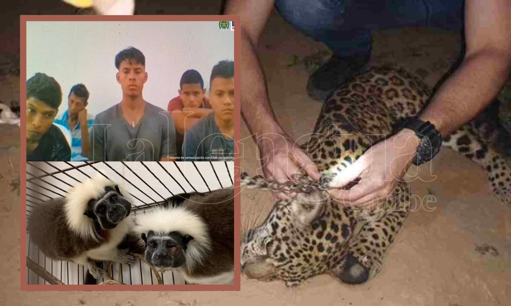 Capturados por presunto tráfico de fauna silvestre en Buenavista quedaron en libertad