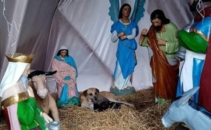 ¿Se adelantó?, perrita callejera dio a luz al lado de la virgen en un pesebre navideño