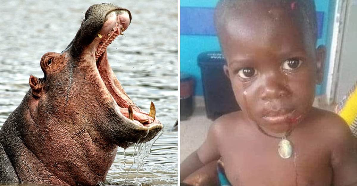 Un hipopótamo se tragó a un niño de dos años y luego lo escupió