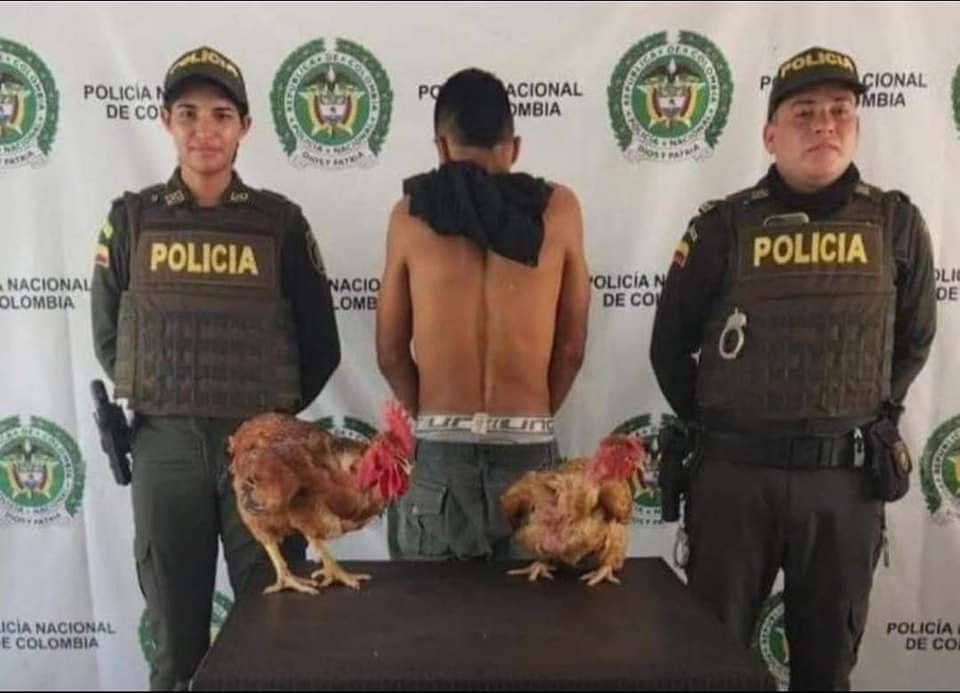 Se le dañó el sancocho, lo capturaron por robarse un gallo y una gallina en Puerto López
