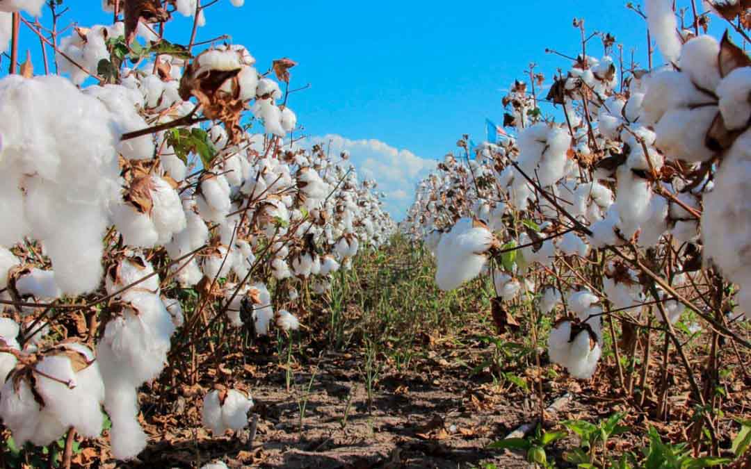 Alerta entre los productores de algodón en Córdoba, cultivos podrían dañarse por las lluvias