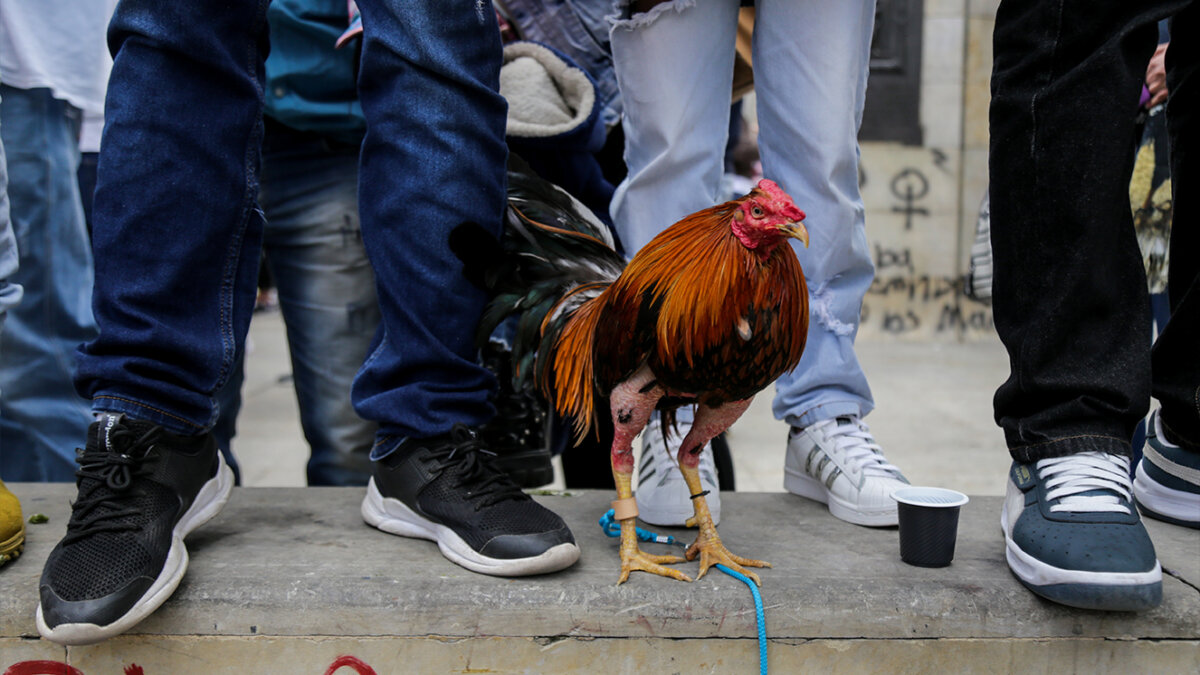 ICA pide suspender las peleas de gallos por brote de gripe aviar