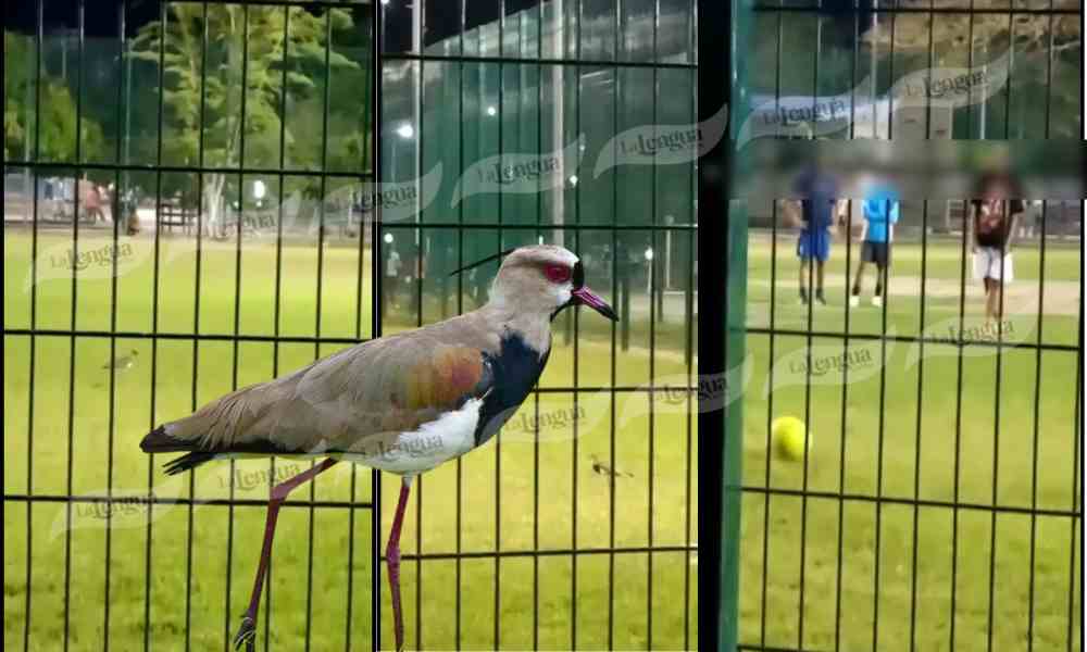 Jóvenes habrían maltratado aves que viven en una cancha de la Villa Olímpica