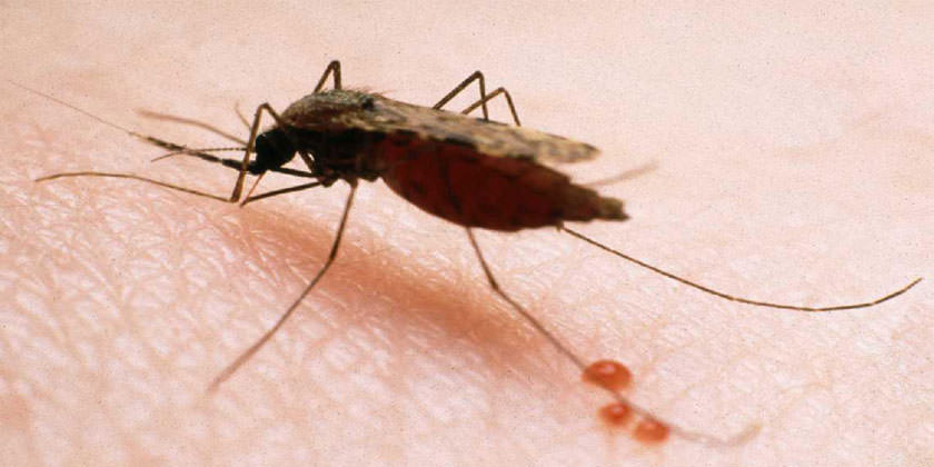 Denuncian posible brote de paludismo en zona rural de Montería