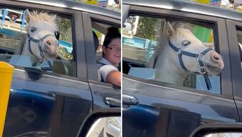 Un pasajero inusual: mujer saca a pasear a su caballo en un carro