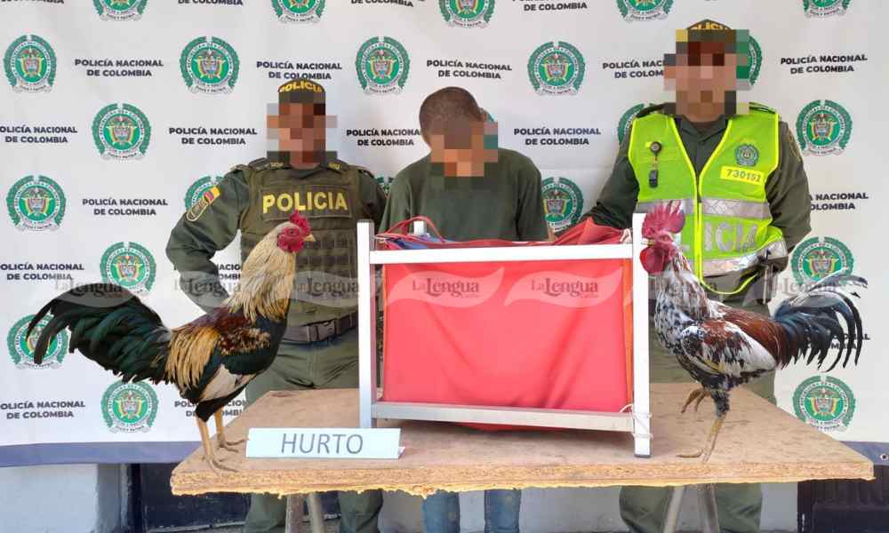 Lo cogieron robándose tres gallos finos avaluados en tres millones de pesos