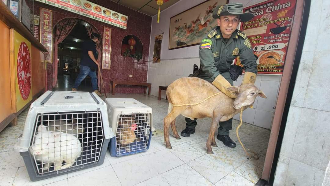 Cierran restaurante chino: hallaron trampas para ratones y sacrificaban animales en la cocina