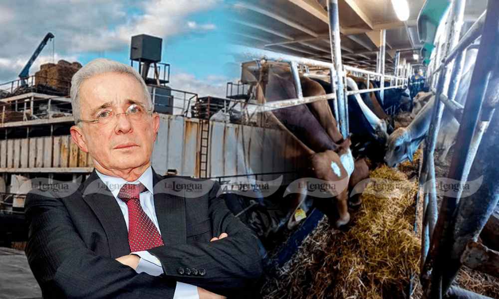 Caso narcovacas: El Uberrimo de Uribe aparece en el listado de fincas que exportan ganado