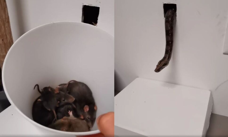 En video, así actúa la culebra entrenada para combatir plagas de roedores