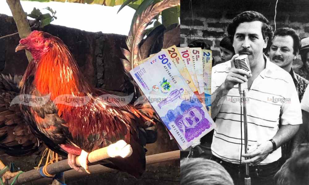 Se ganaron la recompensa por pablo Escobar, el gallo fino perdido en Ayapel