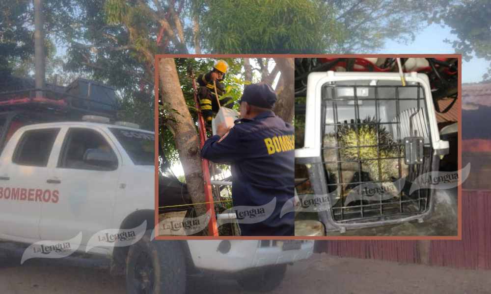 Que buena onda, puercoespín fue rescatado por los bomberos en Sahagún