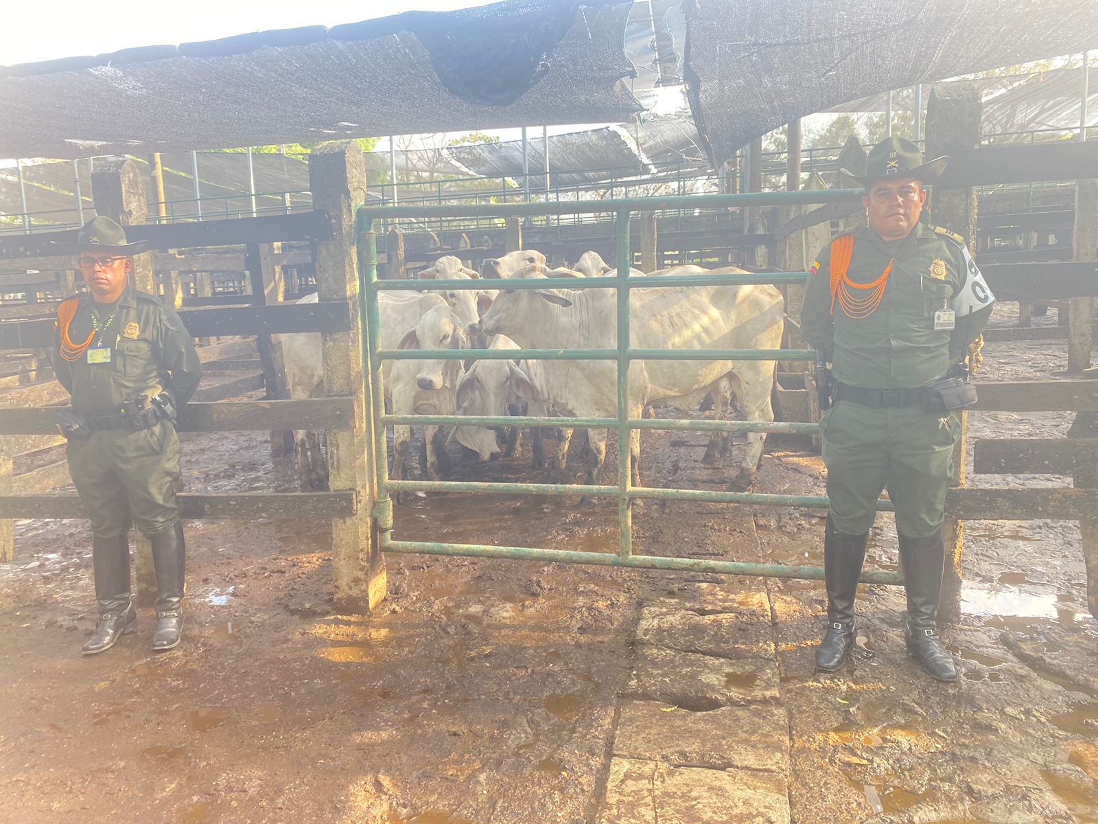 Mano dura, autoridades recuperan 12 vacas que fueron hurtadas en el área metropolitana de Montería