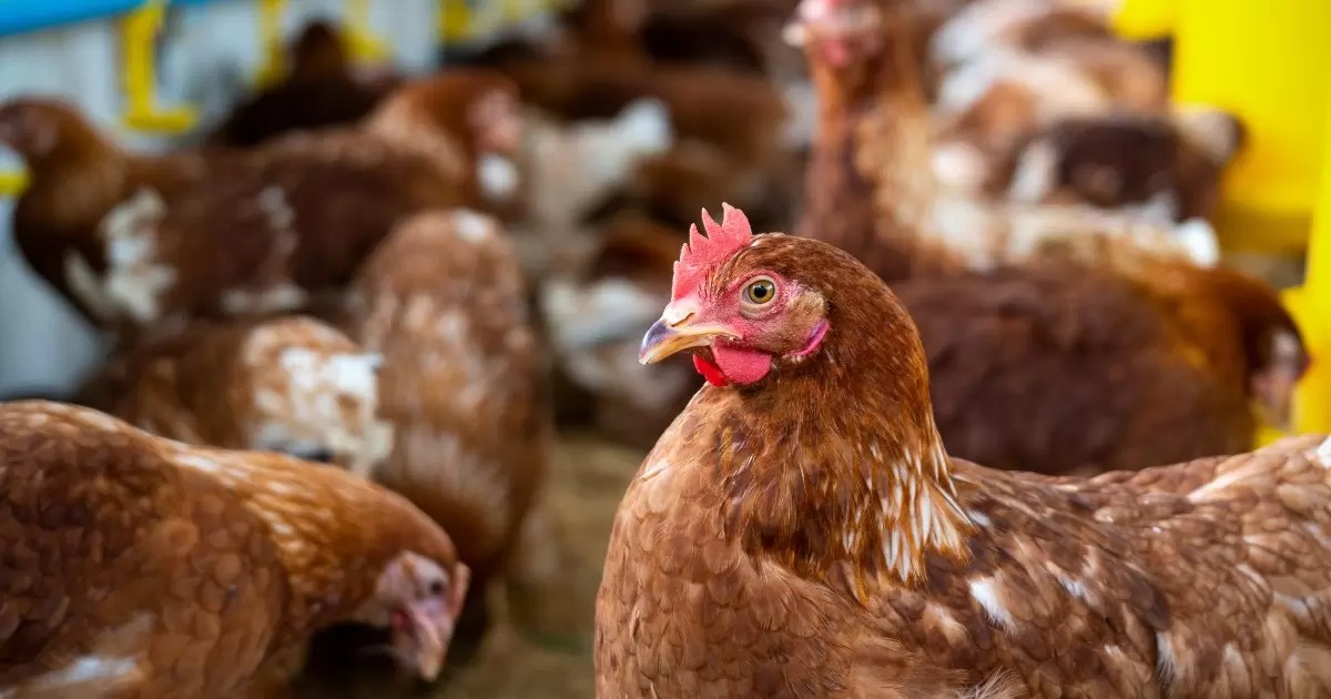 ICA levantó cuarentena sanitaria por ausencia de casos de influenza aviar en Córdoba