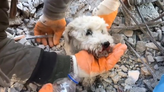 Emotivo rescate de cachorro que sobrevivió al terremoto en Turquía