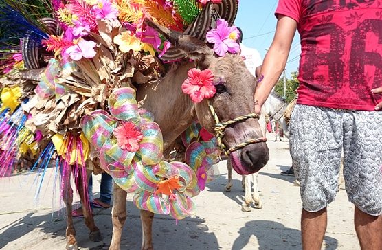 Festival del Burro vuelve después de tres años de ausencia